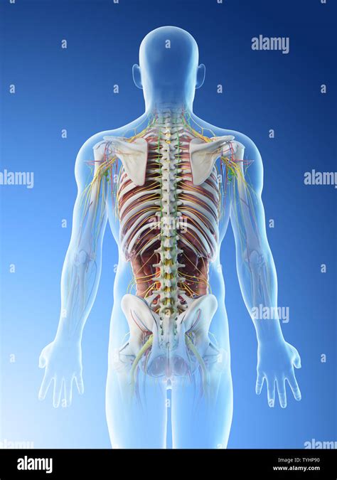 Mans Back Anatomy - Anatomy Of A Man Showing Back Pain High Res Stock Photo Getty Images : Human ...