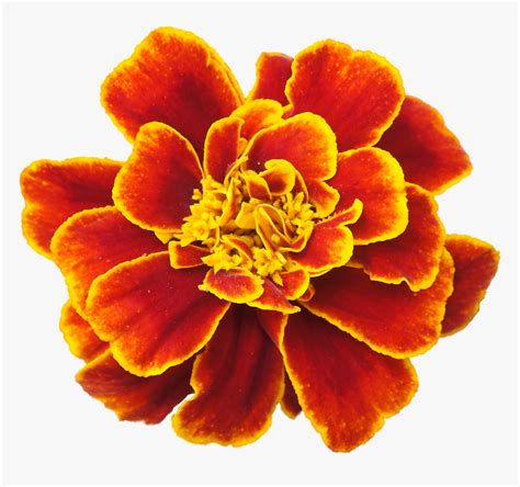 Clip Art Cempasuchil Flowers - Marigold Flower, HD Png Download ...