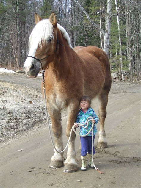 Ill Have My Gentle Giant Someday Love Drafts All The Pretty Horses