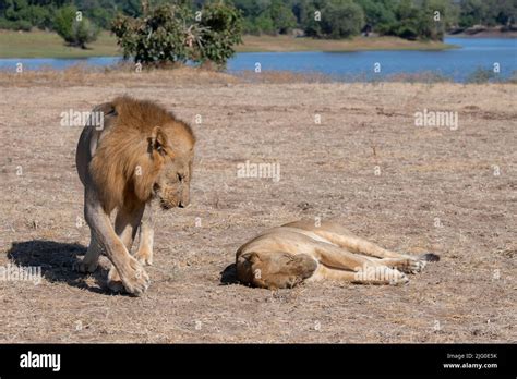 Zambia South Luangwa National Park Pair Of Lions Wild Panthera Leo