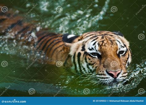 Tiger Swimming In Pond Stock Image Image Of Swimming 25109853