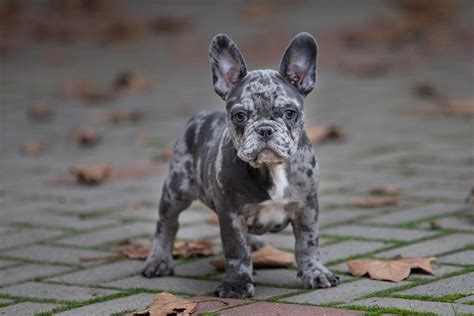 Merle French Bulldog Pictures Facts Origin And History Hepper