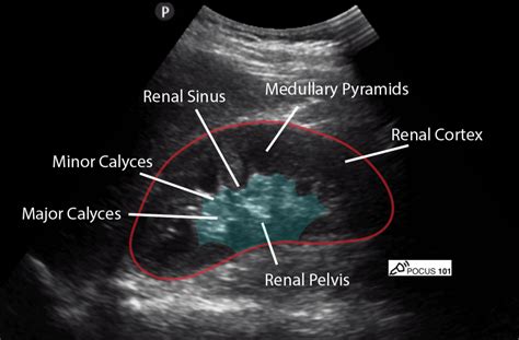 Healthy Kidney Ultrasound