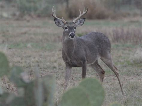 Watch The Bucks Of Tecomate Season 8 Prime Video