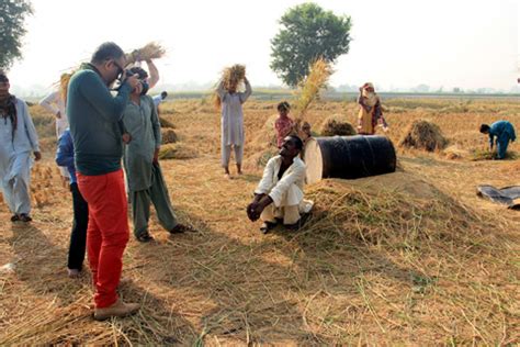 Rice Harvesting Season - Insearch.pk