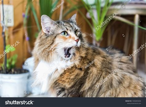 cat shock meme images stock  vectors shutterstock