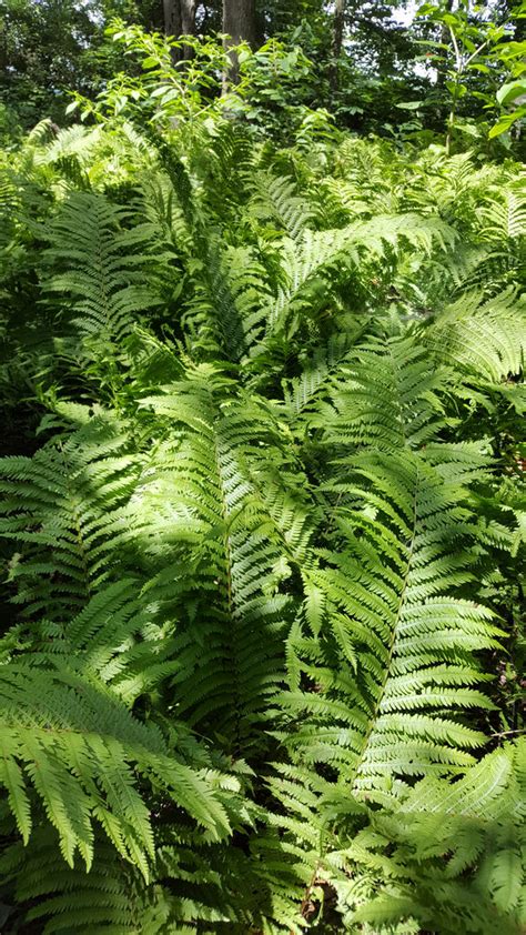 Maryland Biodiversity Project Ostrich Fern Matteuccia Struthiopteris