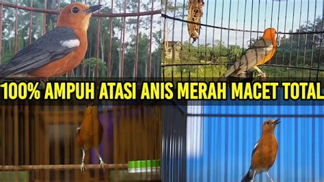 Pancingan Anis Merah Dengan Suitan Ngecip Dan Ngeplong Santai Ampuh