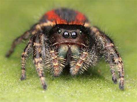 Widow Jumping Spider Phidippus Ardens 1cm Leg Span