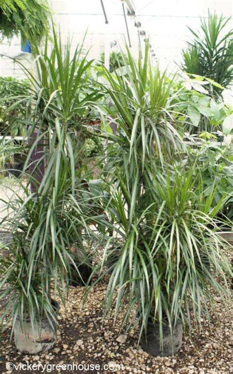 Marginata Cane Stgd Vickery Wholesale Greenhouse