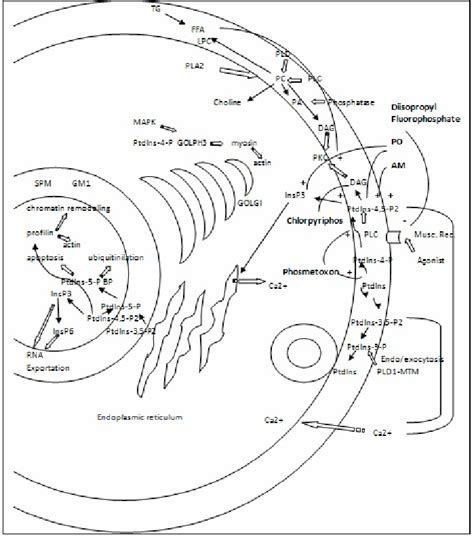 Plasma Membrane And Nuclear Phospholipid And Phosphoinositide Pathways Download Scientific