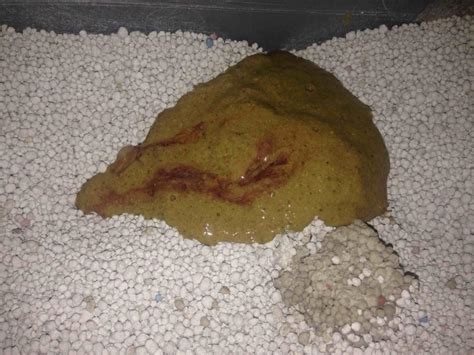 White Cat Poop At Alexandra Hellyer Blog