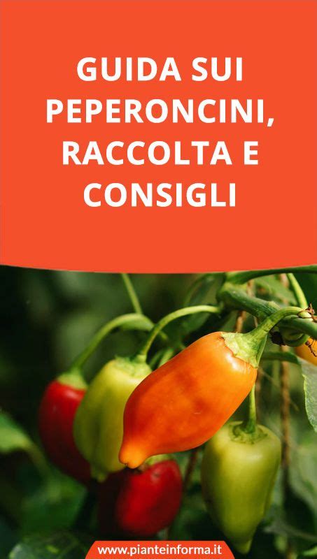 Quando Raccogliere I Peperoncini Pianteinforma It Peperoncini