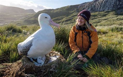 Wandering Albatross: largest flying bird species : r/HumanForScale