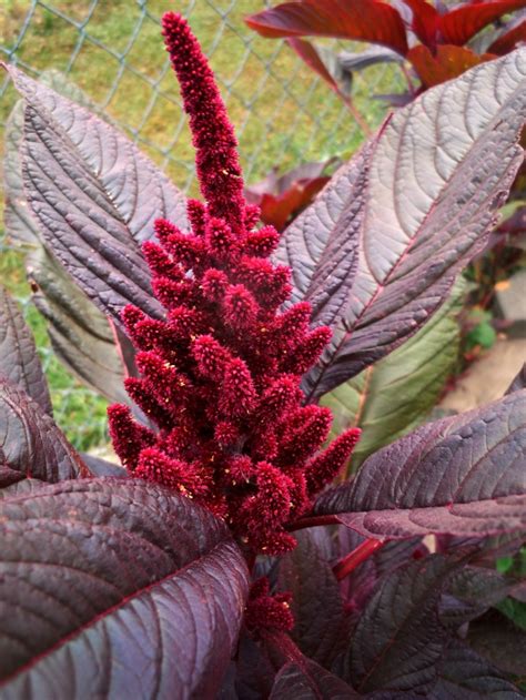 Gesund Gesünder Amaranth