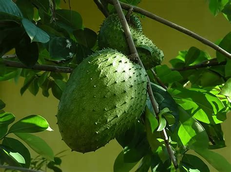 Guyabano The Soursop Fruit Cancer Remedy Print Painting By Adams Karlie