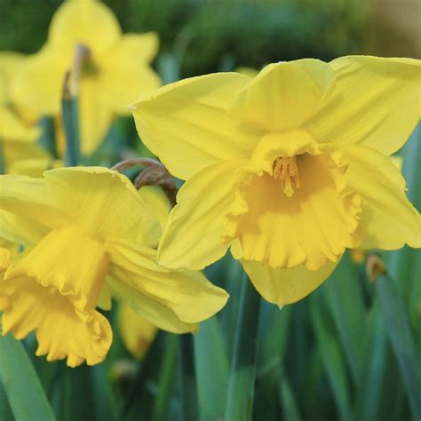 Narcissus 'Carlton'