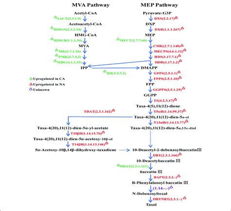 Schematic Representation Of The Taxol Biosynthetic Pathway Enzymes Download Scientific