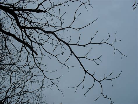 Banco de imagens panorama árvore ramo inverno pássaro Preto e