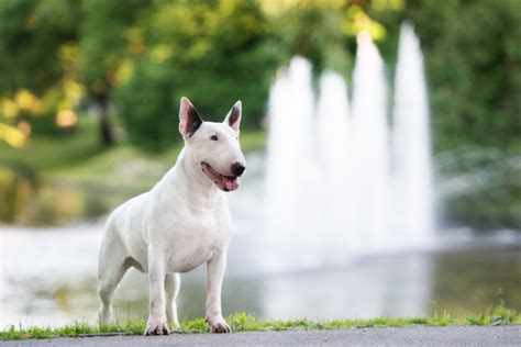 Bull Terrier Caractère éducation Et Santé Magazine Zooplus