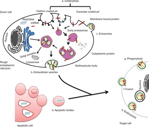 Mesenchymal Stem Cell Derived Extracellular Vesicles Toward Cell Free