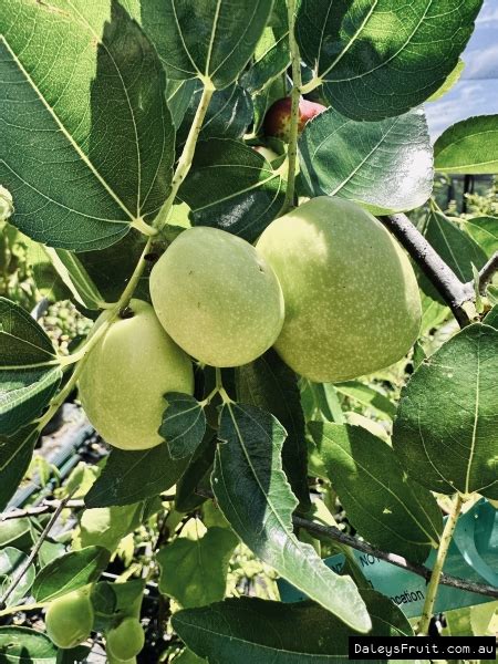 Buy Jujube Shanxi Li Fruit Trees Ziziphus Jujuba