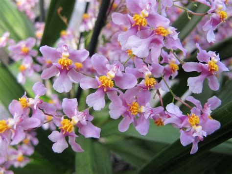 Oncidium ornithorhynchum Orquídea de tamaño medio grande