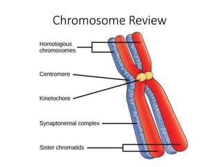 Genetics And Congenital Disorders Pptx