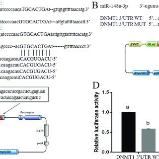 Dnmt Was Target Gene Of Mir A A Mir A Is Highly Complementary