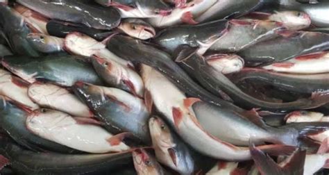 Selain Dapat Menguatkan Tulang Berikut Manfaat Ikan Patin Untuk Kesehatan