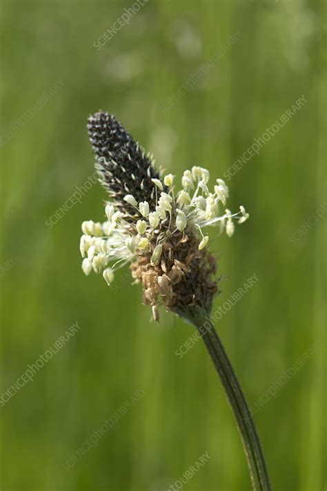 Ribwort plantain flower - Stock Image - C043/7918 - Science Photo Library