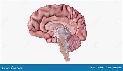 The Brain Sagittal Cross Section Stock Illustration Illustration Of