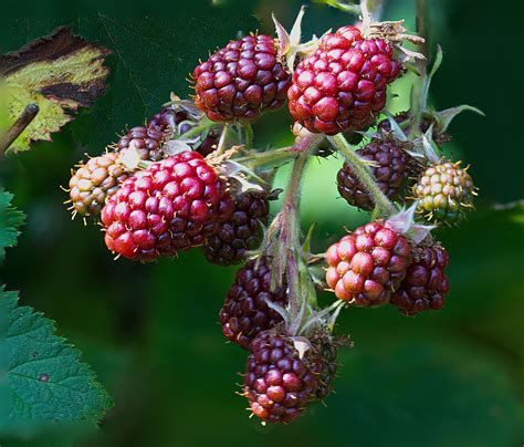 Blackberries Fruit Garden Free Photo On Pixabay Pixabay