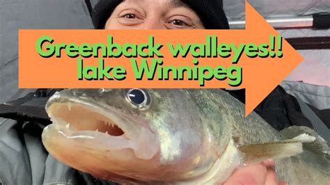 Greenback Walleyes On Lake Winnipeg Youtube