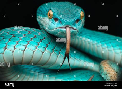 Close Up Of A Coiled Pit Viper Snake Trimeresurus Albolabris Insularis