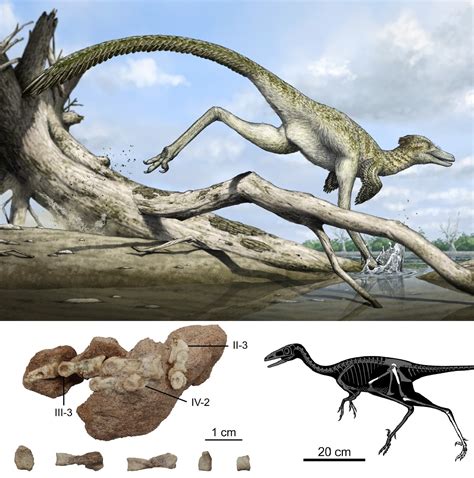 Species New To Science Paleontology • 2024 Harenadraco Prima • The