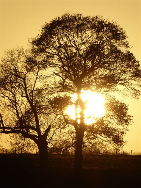 Tree Sunset Free Photo On Pixabay Pixabay