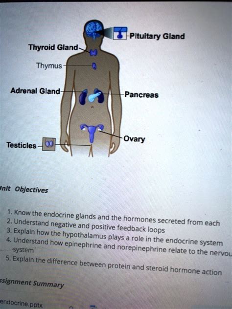 SOLVED: Pituitary Gland Thyroid Gland Thymus Adrenal Gland Pancreas ...