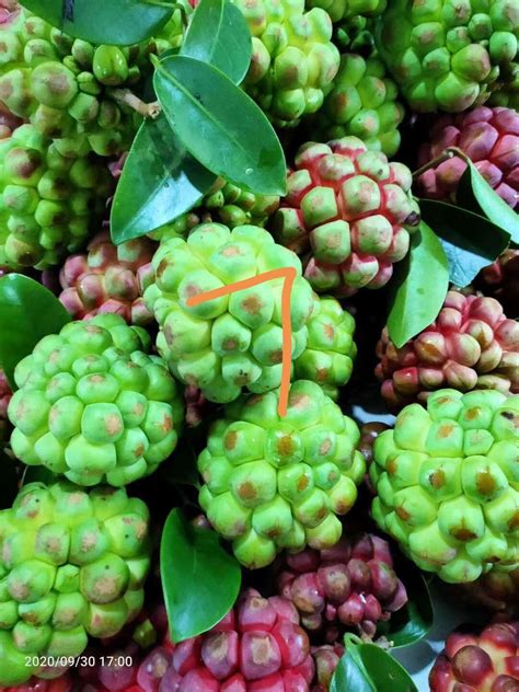 Kadsura Coccinea — Wildlands Farm And Nursery