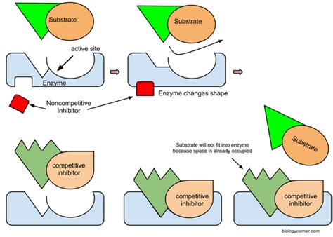 Enzyme Inhibitors