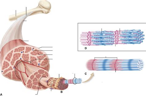 Skeletal Muscle Gross Structure Diagram Quizlet