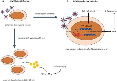 The Model Of Hcmv Induced Senescence Human Cytomegalovirus Hcmv Has