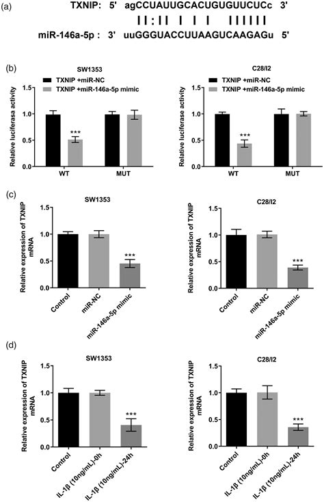 Effects Of Mir 146a 5p On Chondrocyte Interleukin 1β Induced