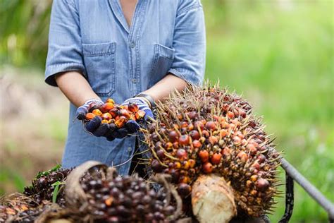 Harga Tbs Kelapa Sawit Mitra Swadaya Riau Kembali Turun Pekan Ini