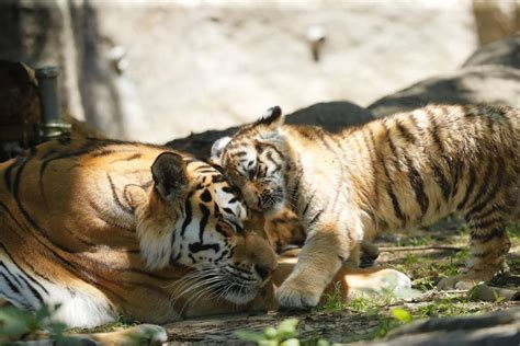 浜松市動物園でアムールトラの赤ちゃん公開 9年ぶりに繁殖成功 浜松経済新聞