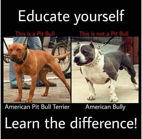 Pin On Pitbull Facts