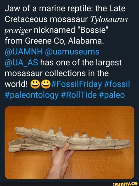 Jaw Of A Marine Reptile The Late Cretaceous Mosasaur Tylosaurus Proriger Nicknamed Bossie