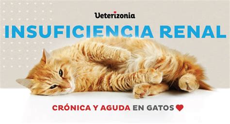 Tiempo De Vida De Un Gato Con Insuficiencia Renal Todo Lo Que