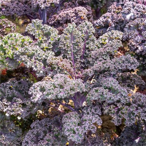 Buy Kale Seeds Online Happy Valley Seeds