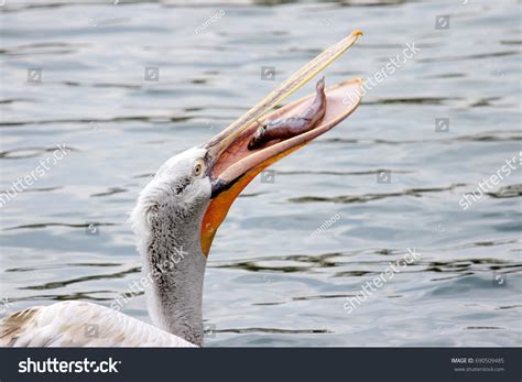 2158 Eating Fish Pelican Images Stock Photos And Vectors Shutterstock